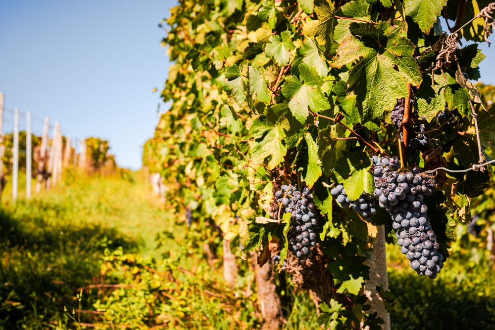 Vendemmia: por que setembro é um dos meses mais importantes para a gastronomia italiana?